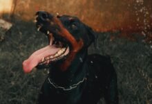 digital activity summary alerts records