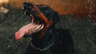 digital activity summary alerts records