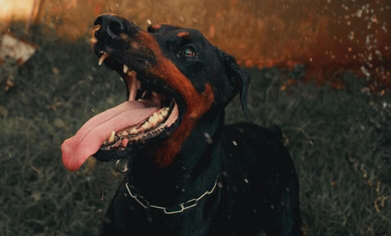 digital activity summary alerts records